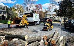 Best Root Management and Removal  in Remsen, IA