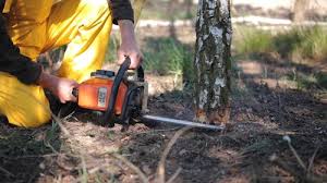 Best Tree Trimming and Pruning  in Remsen, IA