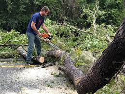 Best Hedge Trimming  in Remsen, IA