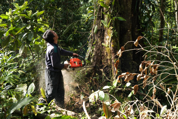 Best Tree Removal Service  in Remsen, IA