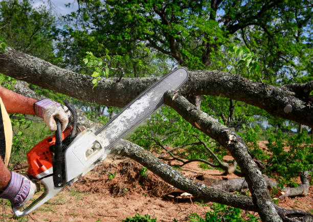 Best Tree and Shrub Care  in Remsen, IA