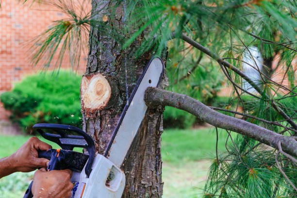 Best Hazardous Tree Removal  in Remsen, IA